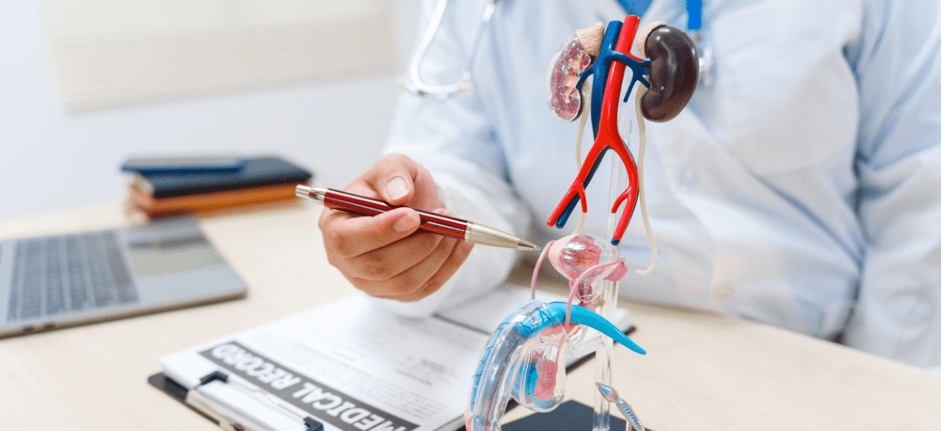 Urologist explaining the human urinary system using an anatomical model during a medical consultation.